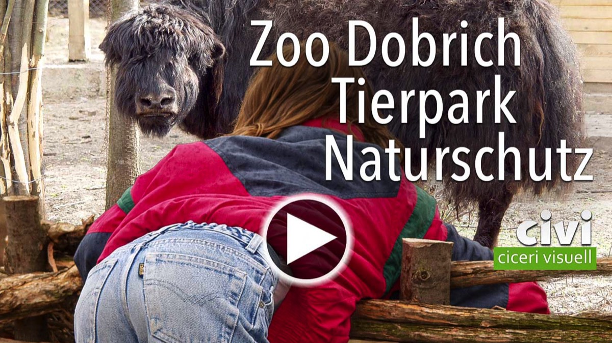 Zoo Dobrich Video